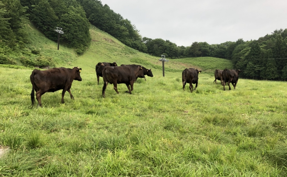 清涼な牧場で育つ但馬牛